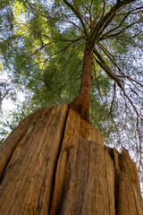 A new tree grows from a tree logged sometime in the 1890s