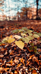 autumn leaves in the forest