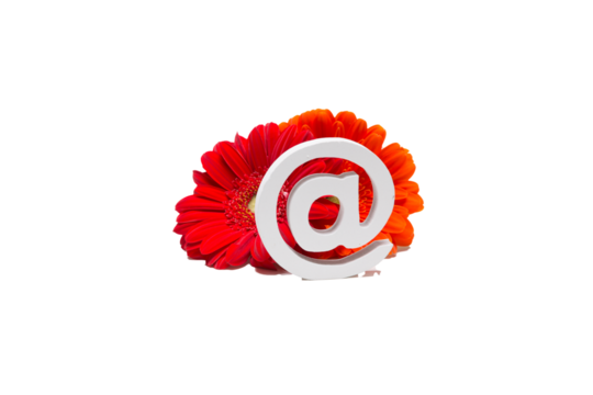 single red gerbera flower with symbol @ isolated against transparent background