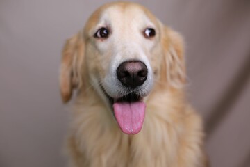 Closeup shot of an adorable golden retriever