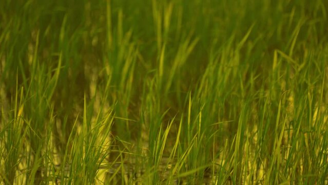 Fresh green grass blades grow in shallow water, creating a calm natural wetland scene with soft focus, vertical lines, and vibrant spring tones.