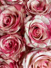 Vibrant bunch of pink roses with pristine white stems.
