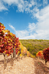 Mountain landscape in autumn with vineyards with colorful red and yellow leaves, Sardinia, Italy....