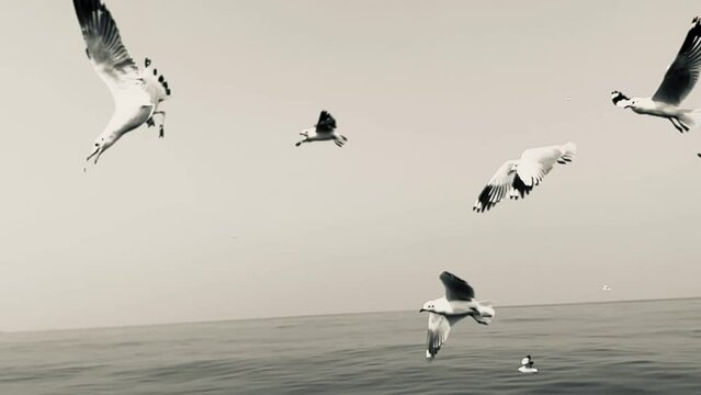 Slow-motion grayscale view of seagulls flying over water surface