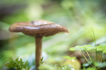 Pilz im Wald