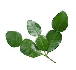 Leaf of bergamot (kaffir lime) isolated on transparent. - obrazy, fototapety, plakaty