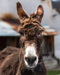 Fotobehang A cute donkey © ilco