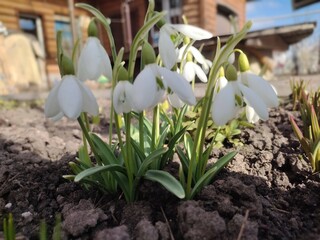 crocuses in the snow