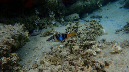 Painted comber (Serranus scriba) undersea, Aegean Sea, Greece, Halkidiki