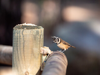 Crested tit perched on a wooden post