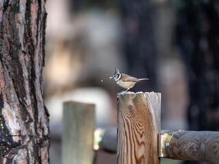 Crested tit perched on a wooden post