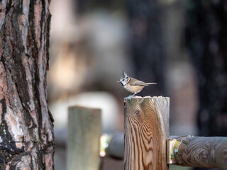 Crested tit perched on a wooden post