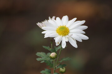 Chamomile, they&rsquo;ll think about what&rsquo;s next, it won&rsquo;t be scary, in a day or two, the grievances and serious wounds will heal.
