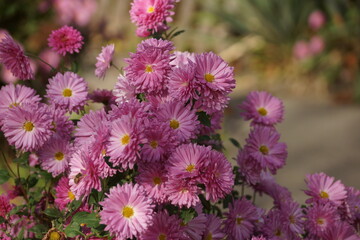 Obraz premium Pink flowers, she's gone, you're the only one left, your life is always monotonous now