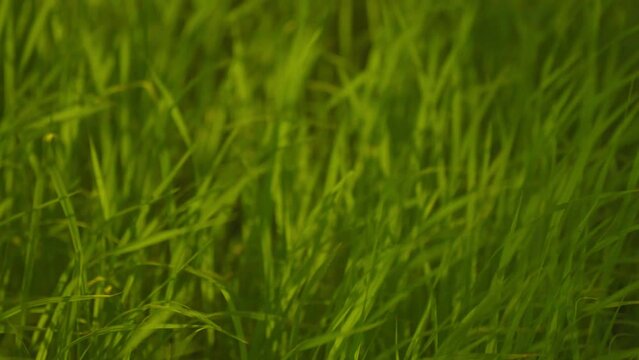 Fresh green grass blades grow in shallow water, creating a calm natural wetland scene with soft focus, vertical lines, and vibrant spring tones.