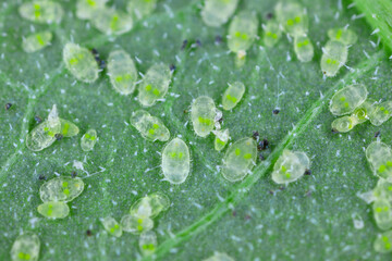 Whitefly investation and larvae on the underside of leaves.