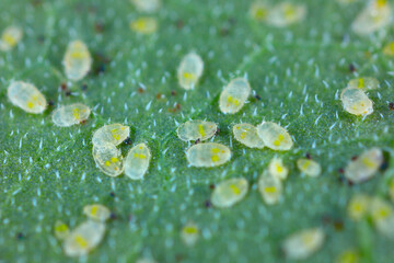 Glasshouse whitefly (Trialeurodes vaporarium) larvae on green leaf.