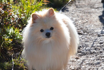 kleiner weisser Hund blickt aufmerksam - Zwergspitz im Garten