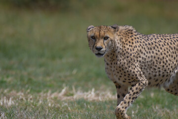 Naklejka na ściany i meble Cheetah the fastest animal on the planet