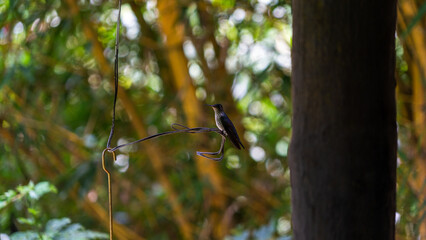 bird on the  tree