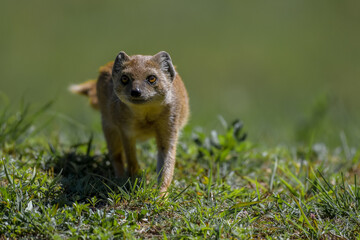 Yellow mongoose closeup portrait in kgalagadi
