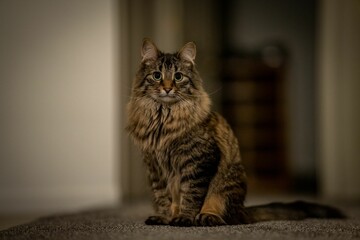 Tabby domestic cat sits on the floor