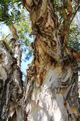 Wandoo eucalyptus (white gum) with flaky bark, in the Australia