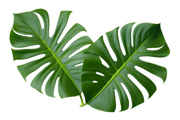 Monstera leaves with Isolate Leaves on transparent background PNG file