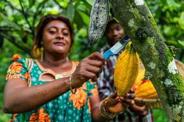 Closeup of a female African farmer using a knife to cut cocoa pods. Harvesting concept