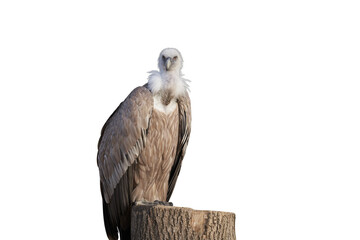 White-headed vulture on a stump. Png.