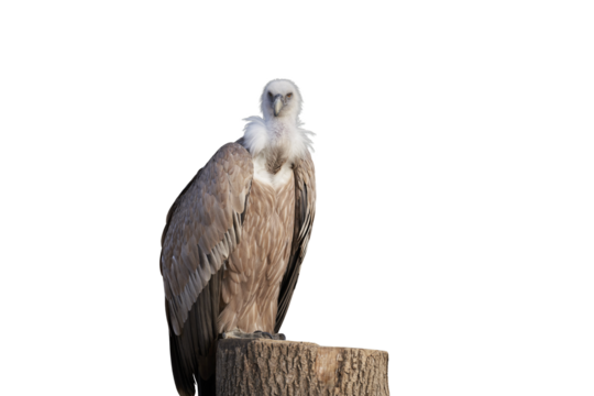 White-headed vulture on a stump. Png.