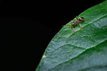 Macro shot of an ant perched on a green leaf, with small droplets of dew visible on the surface