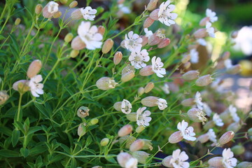 Opuntia humifusa opuncja kaktus