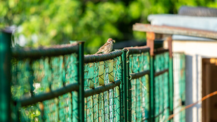 Sparrow bird perched atop a wire fence