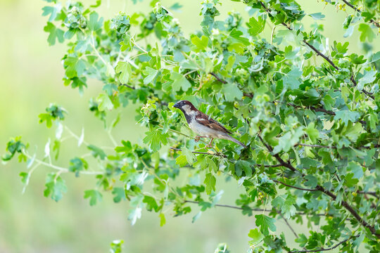 Sparrow bird perched atop a vibrant green tree, its beady eyes gazing outwards
