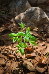 Home grown basil plant in a garden. Italian cuisine, mediterranean flavor concept. Close up.
