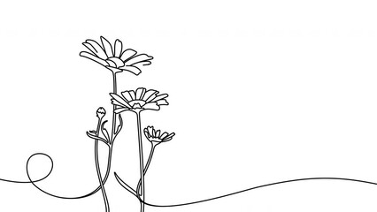 Continuous one line drawing of beautiful wild flowers chamomile motion design. Single line art animation of nature landscape with beautiful field meadow flowers daisy