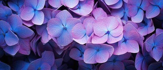 Close-up of hyacinth flower displaying vibrant textures.