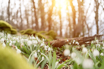 White snowdrops in the early spring in the forest. Beautiful footage of galanthus commonly known as snowdrop - obrazy, fototapety, plakaty