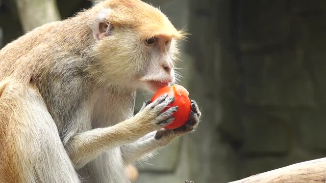 Erythrocebus patas c monkey eats fruit
