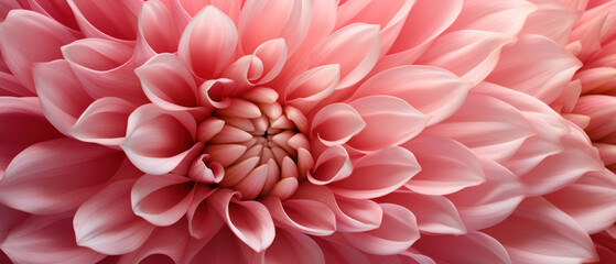 Fototapeta na wymiar Stunning macro of a chrysanthemums intricate texture.