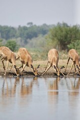 Natural scene of a herd of impalas drinking from a lake