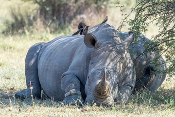 Rhinoceros is resting in a grassy field with a small bird on its ear