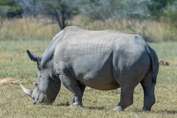 Fototapeta premium Majestic rhinoceros is standing in a lush grassy field at a zoo