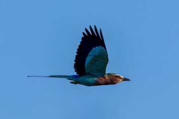 Lilac-breasted roller soaring majestically against a backdrop of bright blue sky