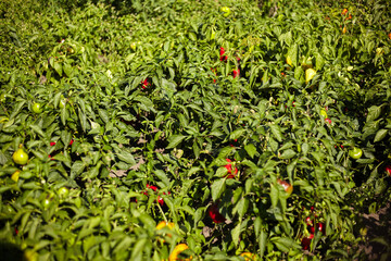 Field with pepper fruits, big harvest