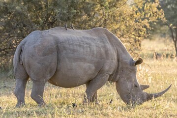 Fototapeta premium Large rhinoceros standing amidst a lush grassy field with two birds sat on its back