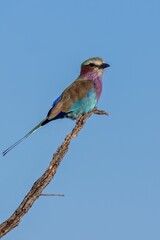 Vibrant lilac-breasted roller bird is perched atop a brown branch of a tree
