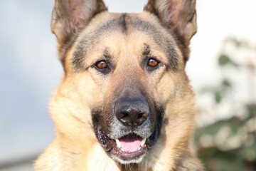 Closeup of a German shepherd portrait