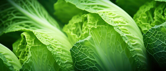 Fototapeta premium Vibrant green cabbage leaves close-up.